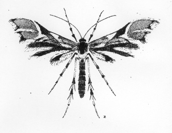 Cnaedinophorus rhododactyla (Vedermotjes, Pterophoridae).
